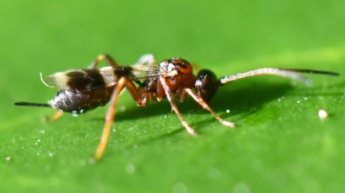 Gelis sp.